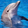 delfinas